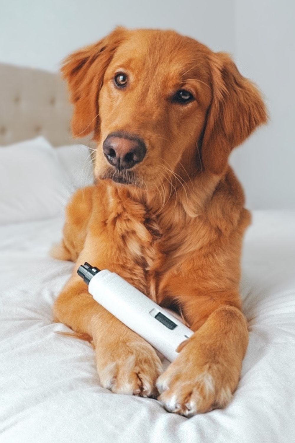 No More Scary Nail Trims – Quiet Pet Nail Grinder